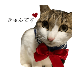 美猫まりーちゃん