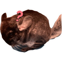 チンチラ　　ハリネズミ