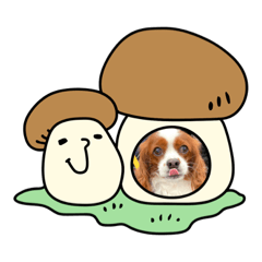 ちゃぽらスタンプ