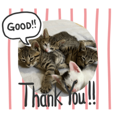 さくらチビーズにゃん