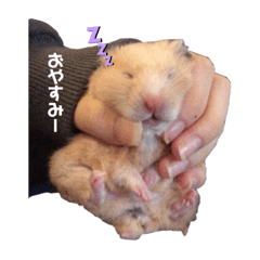 むたむたの日常