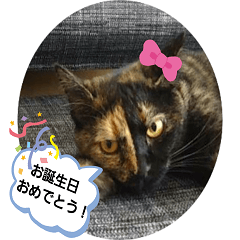 クールな眼力(さび猫ちゃん)