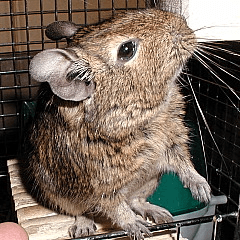 Degu life