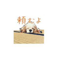 キャバリアスタンプ - ウィリーの生活