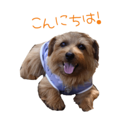 大好きノーフォークテリア