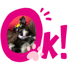 シュナウザー　ポアロ♂