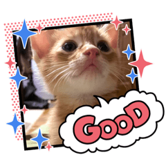 猫の写真スタンプ01