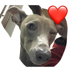 イタグレ ヤマト