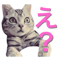 まるのスタンプ（猫）