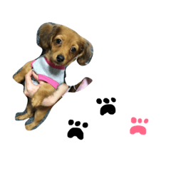 ちょこの日常。〜コメント付き〜