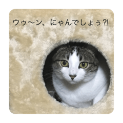 イヴ・サンです