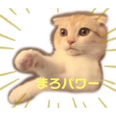 まろの日常。まろと一緒にお話ししよう！