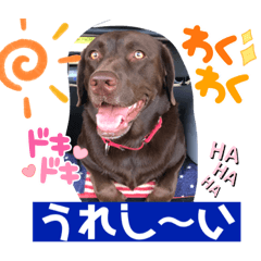 チョコラブ❤️心愛（ここあ）の毎日