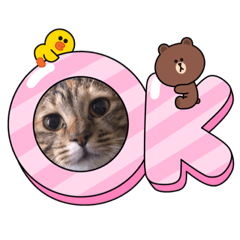 猫のひまわり　日常スタンプ