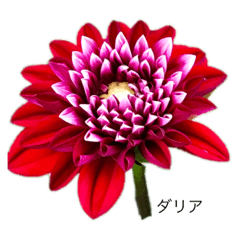 いきちか花壇プロジェクトの花（暖色系）