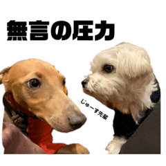 うちのBlissくん。時々じゅーす先輩