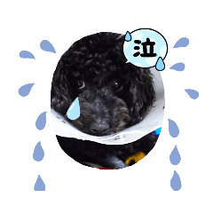 トイプードルrenkaime