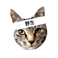 鍵しっぽニャンニャン　負けにゃい心