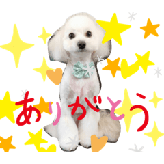 ポメプーのメルちゃん