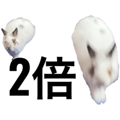 うさぎのらーすけ