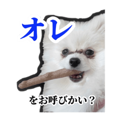 ホタテ社長と店長とくうちゃん