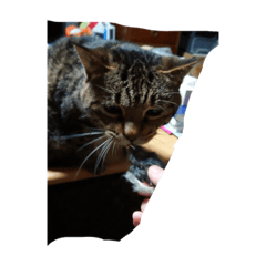 猫スタンプはっちゃん