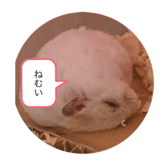 ハムとねこと私