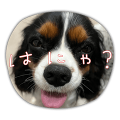 キャバリア好きの♡♡♡パートナー２