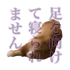 丁寧なことばのうさぎ