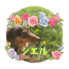 末っ子お嬢様シエル