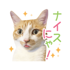 ちゃむぎんスタンプ