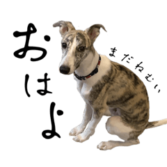 虎柄ウィペットくん