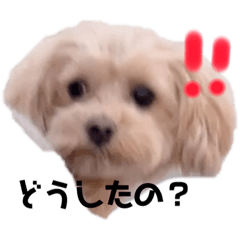 みるちゃんだよ〜