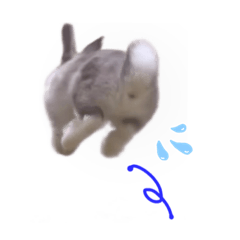 ちょっとした事♪うさぎのモモちゃん