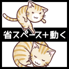 動く顔の丸い茶トラ猫