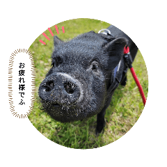 マイクロブタ介(すけ)