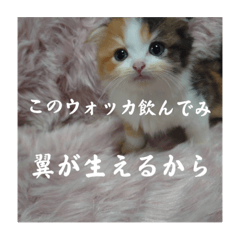 うちの暴君、ノリノリ