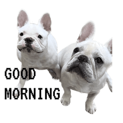 フレブルちゃーぱ&サンデー