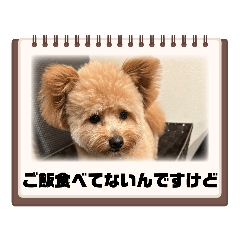 ボメプーのゴロちゃん業務連絡スタンプ2023