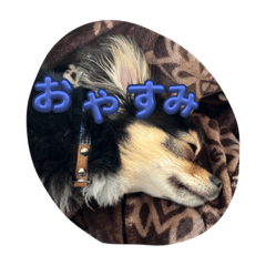 ブラックタン日常スタンプ1