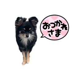 チワワのふーちゃんスタンプ