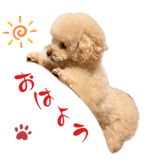空(くう)ちゃんの挨拶　トイプードル