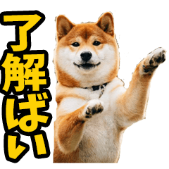 リアル☆わんこ（博多弁）