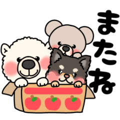 チワワのおもちちゃん