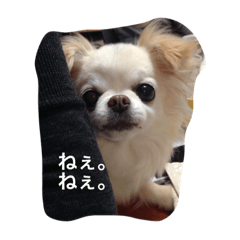 ラッテとビーノの毎日