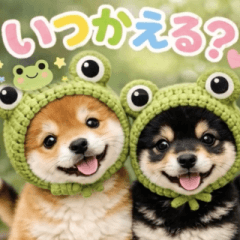 飛び出す♡わんこの家族連絡