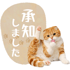 毎日使える✿スコティッシュフォールド
