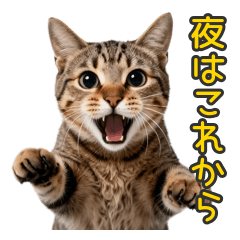 夜ふかし専用★キジトラ猫の日常
