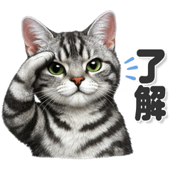 毎日使える! アメリカンショートヘア