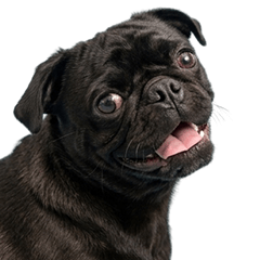 BIG! 黒いパグ　実写